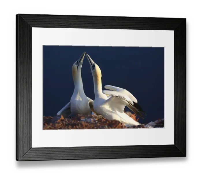 Framed Print : Northern gannet (Sula bassana) Framed Print : Northern gannet (Sula bassana)