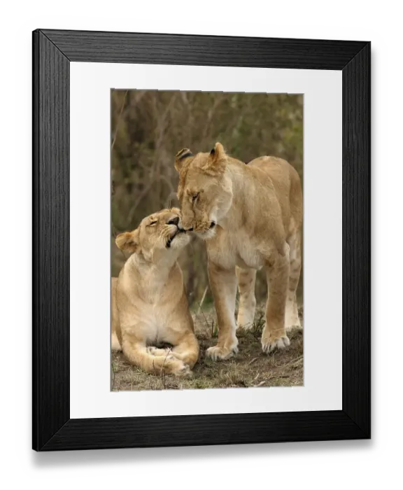 Framed Print : Two lions being affectionate, (panthera leo)
