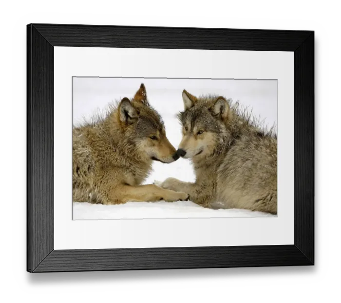 Framed Print : Two young wolfes at play in snow (Canis lupus lycaon) Framed Print : Two young wolfes at play in snow (Canis lupus lycaon)