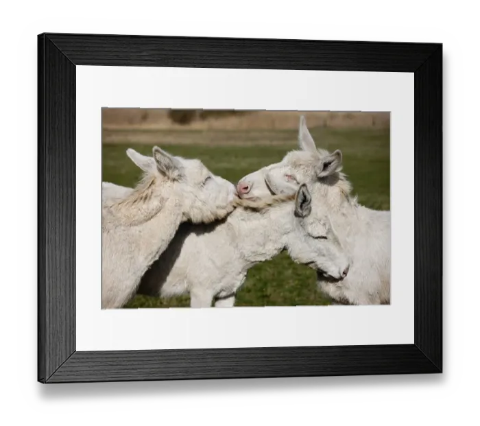 Framed Print : White donkeys grooming each other