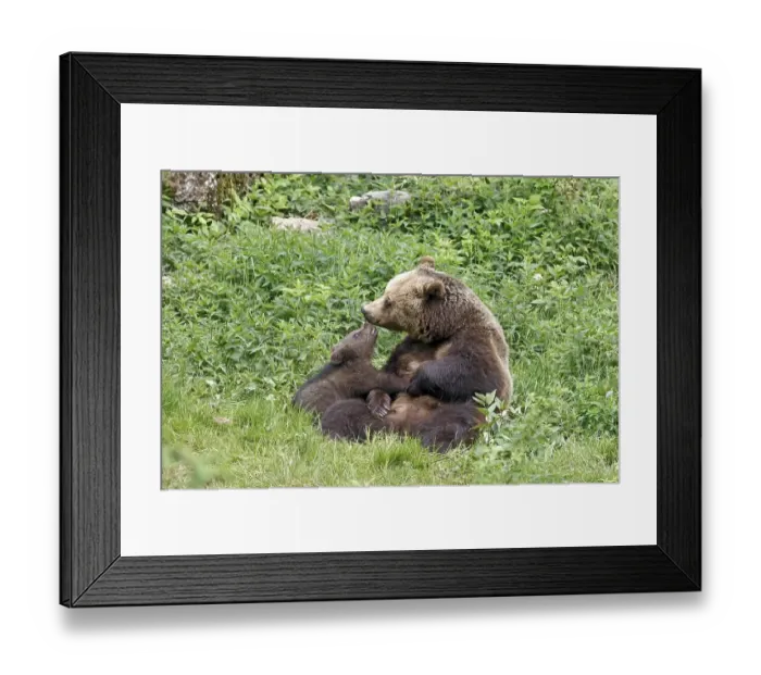 Framed Print : Brown bears (Ursus arctos), mother and cub Framed Print : Brown bears (Ursus arctos), mother and cub