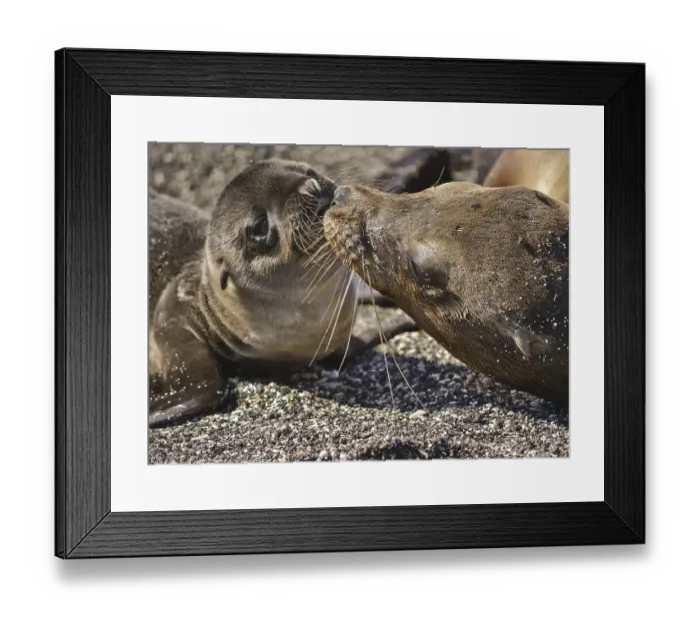 Framed Print : Galapagos sea lion (Zalophus wollebaeki) with cub