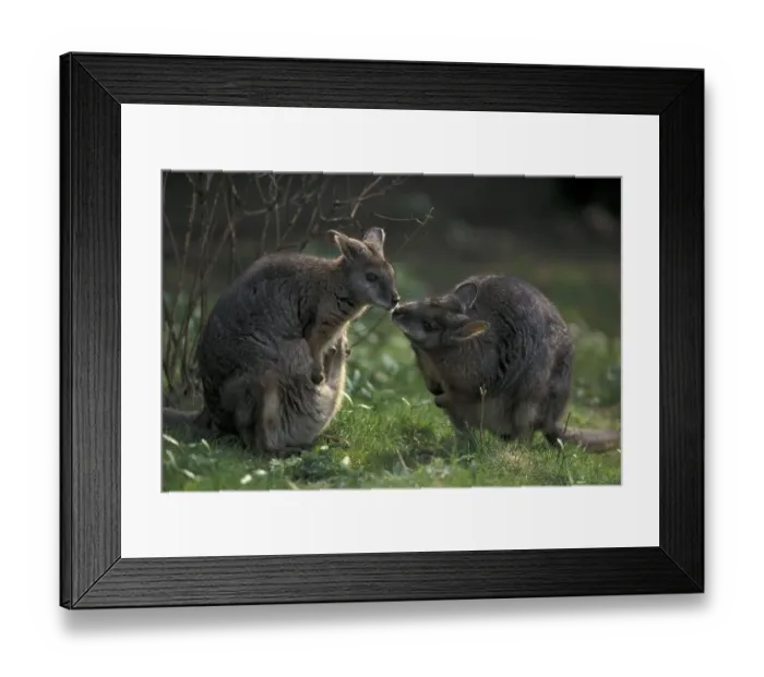 Framed Print : Tammar Wallabies (Wallabia eugenii)