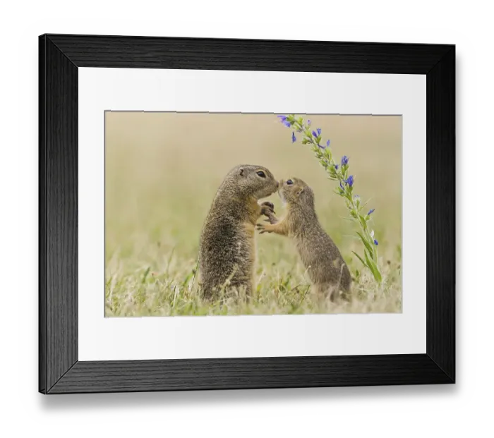 Framed Print : European ground squirrel (Spermophilus citellus) European ground squirrel Framed Print : European ground squirrel (Spermophilus citellus) European ground squirrel