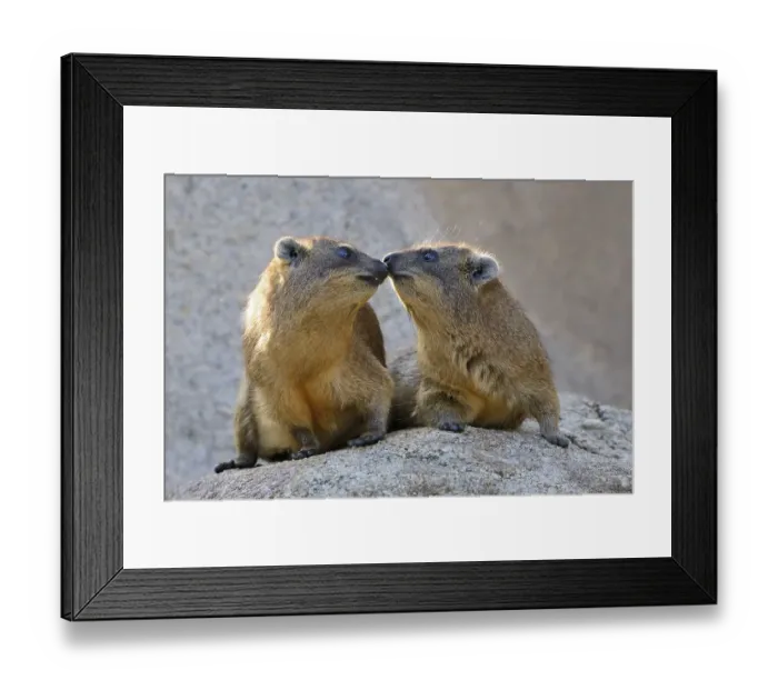 Framed Print : Rock hyraxes (Procavia capensis) Framed Print : Rock hyraxes (Procavia capensis)