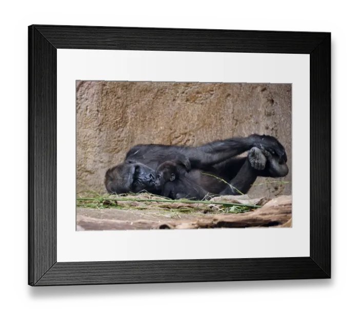 Framed Print : Western lowland gorilla (Gorilla gorilla gorilla)