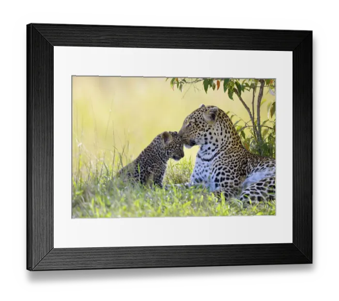 Framed Print : Leopard (Panthera pardus), female