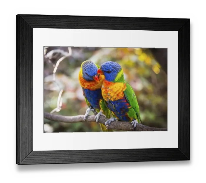Framed Print : Pair, two, Swainson's Lorikeet (Trichoglossus haematodus moluccanus) sit on branch and beak