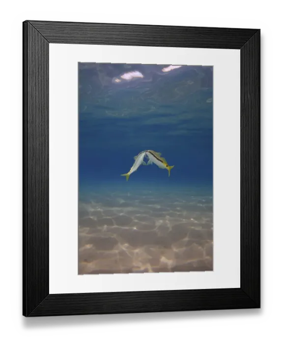 Framed Print : Goldsaddle Goatfish (Parupeneus forsskali)