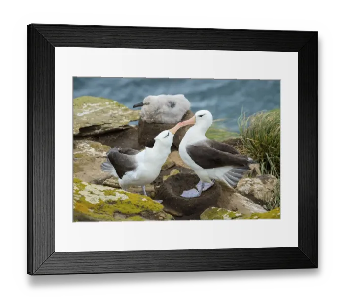 Framed Print : Black-browed Albatross (Thalassarche melanophris) Framed Print : Black-browed Albatross (Thalassarche melanophris)