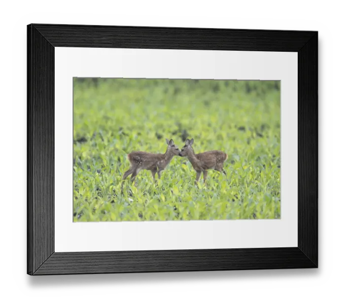 Framed Print : European roe dear fawns (Capreolus capreolus) standing in a field Framed Print : European roe dear fawns (Capreolus capreolus) standing in a field