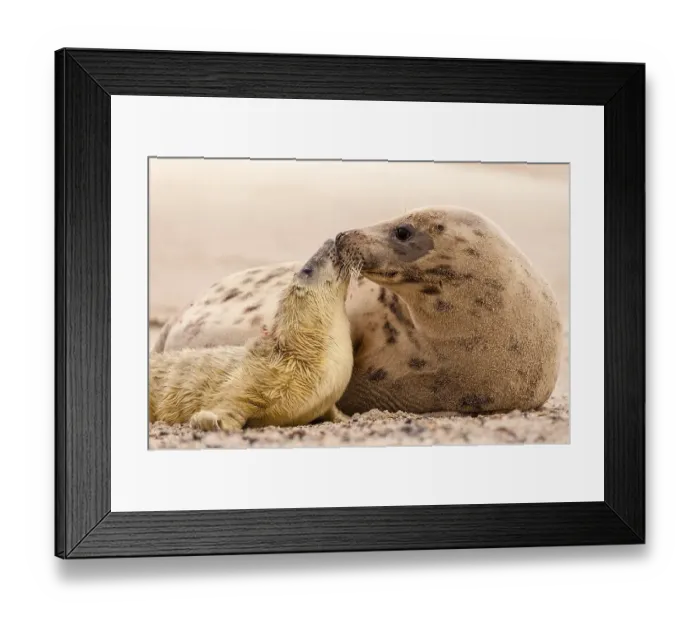 Framed Print : Grey seals (Halichoerus grypus) Framed Print : Grey seals (Halichoerus grypus)
