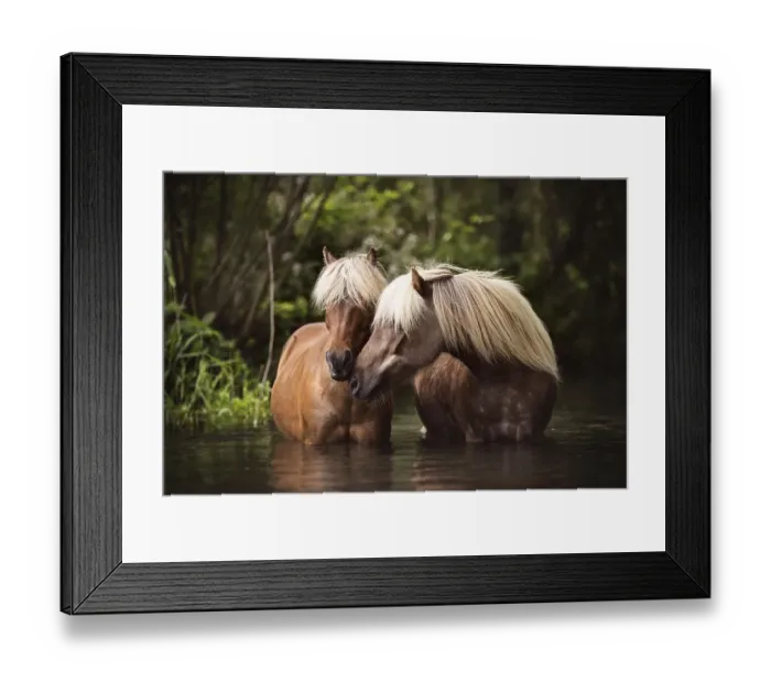 Framed Print : Two Classic Ponys (Equus) standing in the water and gently touching each other Framed Print : Two Classic Ponys (Equus) standing in the water and gently touching each other