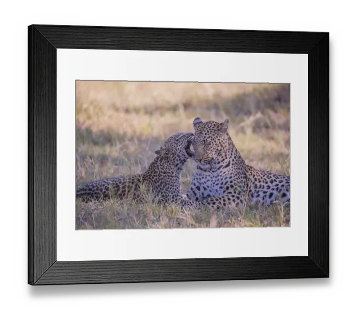 Framed Print : Leopard (Panthera pardus ), Female with young