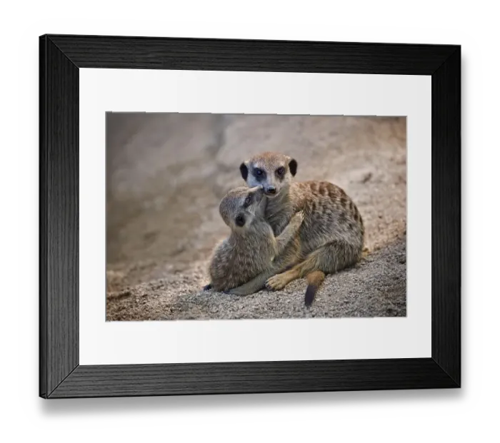 Framed Print : Meerkats (Suricata suricatta), 12 week old juvenile cuddling mother