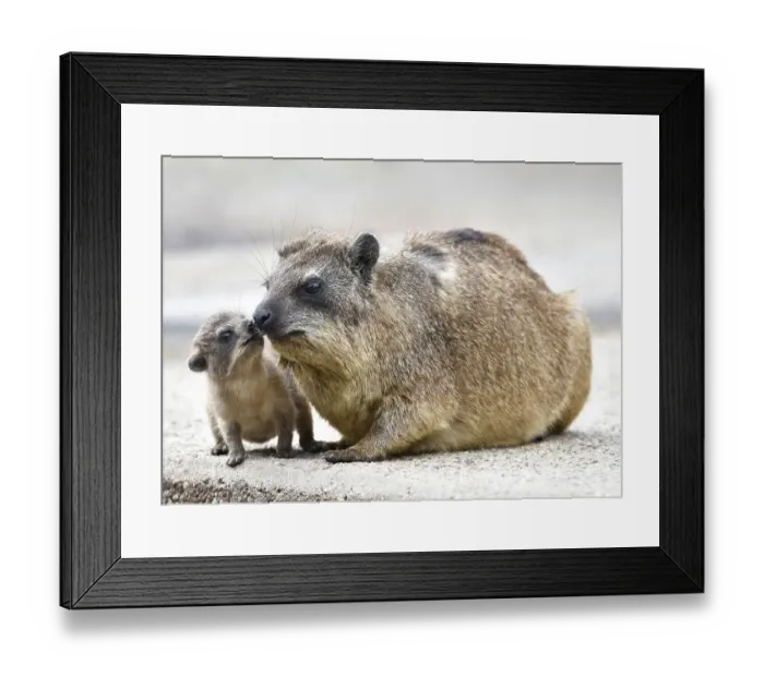 Framed Print : Cape hyraxes (Cape hyraxes), kitten with mother Framed Print : Cape hyraxes (Cape hyraxes), kitten with mother