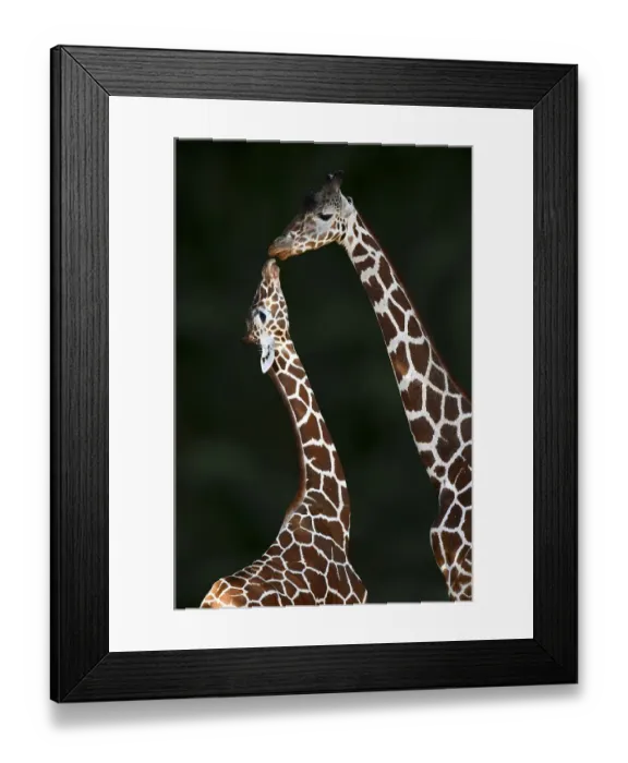 Framed Print : Two Reticulated giraffe (Giraffa camelopardalis reticulata)