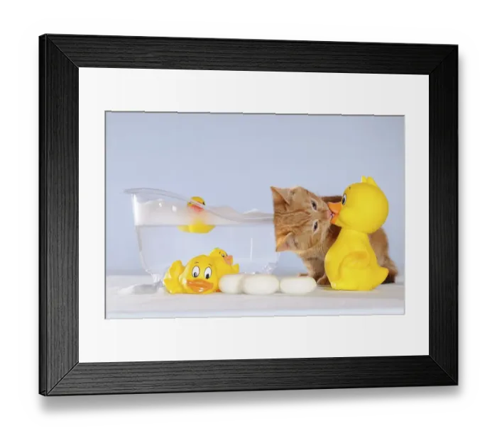 Framed Print : Kitten, red mackerel, 10 weeks