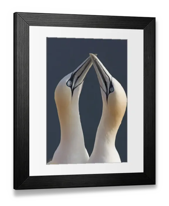 Framed Print : Two gannets mating behaviour