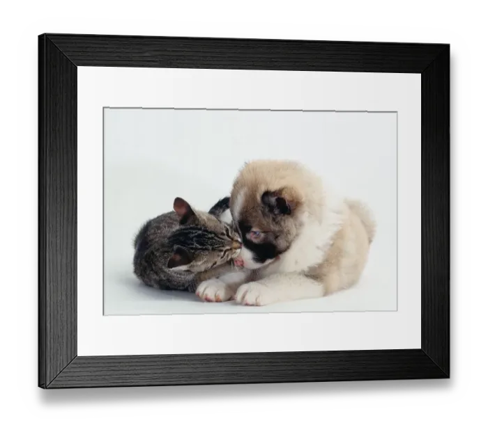 Framed Print : Mixed Breed Dog puppy and kitten Framed Print : Mixed Breed Dog puppy and kitten