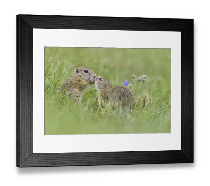 Framed Print : European ground squirrel (Spermophilus citellus) young playing