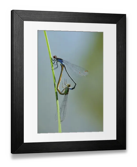 Framed Print : Red-eyed Damselfly (Erythromma najas)