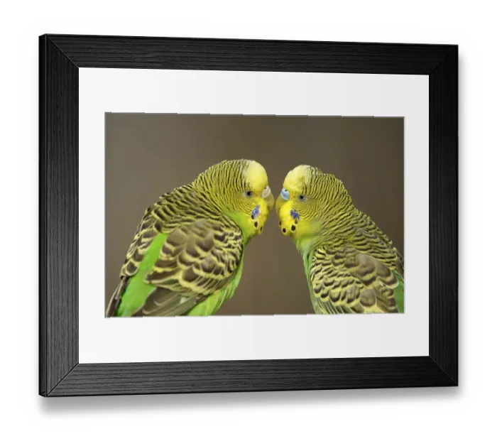 Framed Print : Green budgerigars (Melopsittacus undulatus)