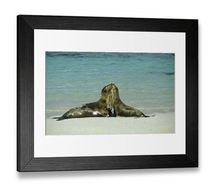 Framed Print : Tender sea lions galapagos Framed Print : Tender sea lions galapagos