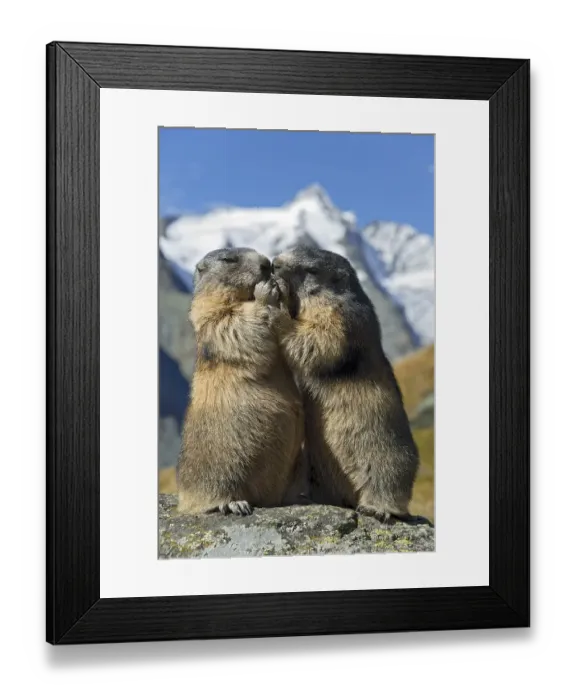 Framed Print : Alpine marmots (Marmota marmota)