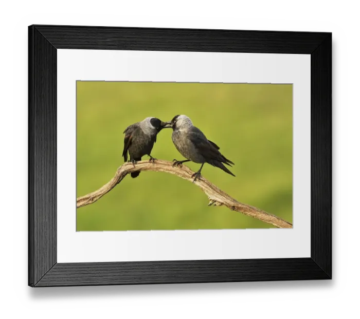 Framed Print : Western jackdaws (Corvus monedula) at the courtship display on branch