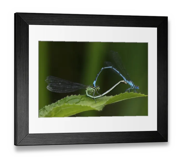 Framed Print : Azure damselfly (Coenagrion puella) Framed Print : Azure damselfly (Coenagrion puella)