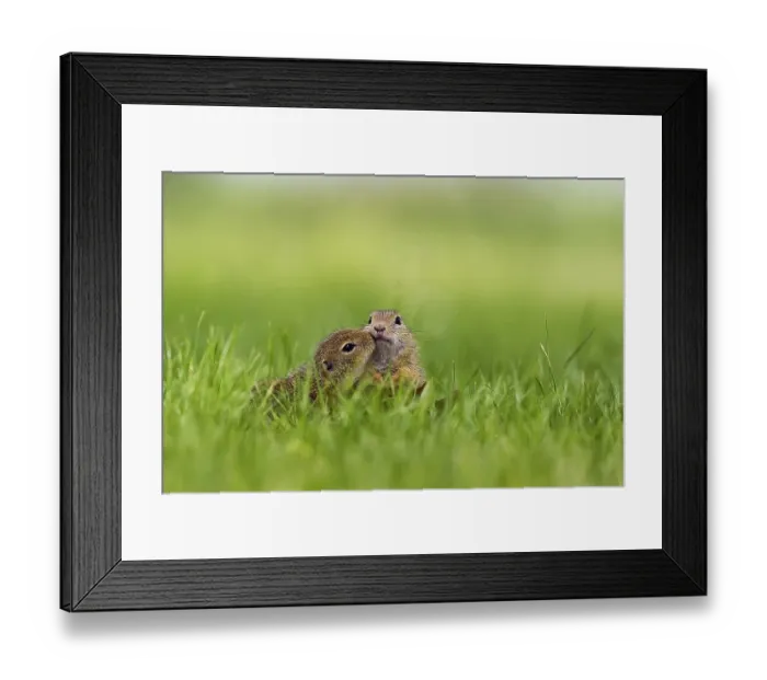 Framed Print : Two young European Ground Squirrels (Spermophilus citellus) making contact
