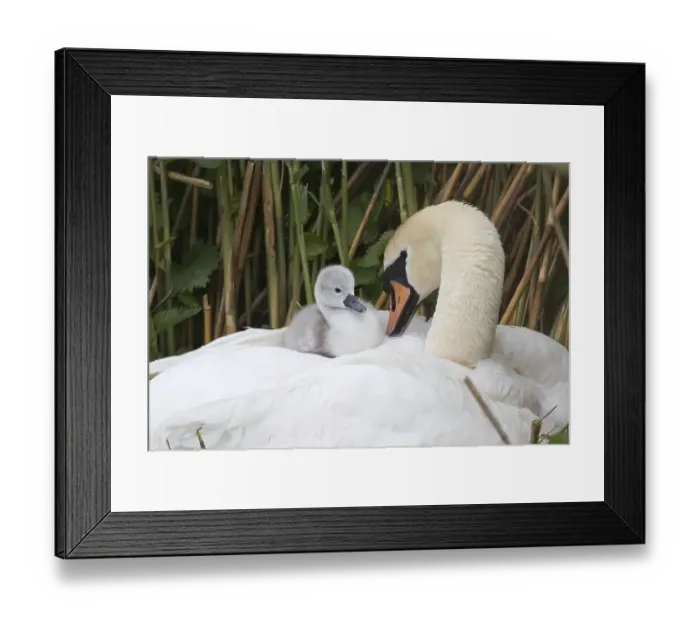 Framed Print : Mute swan (Cygnus olor), chick sitting in plumage on back Framed Print : Mute swan (Cygnus olor), chick sitting in plumage on back