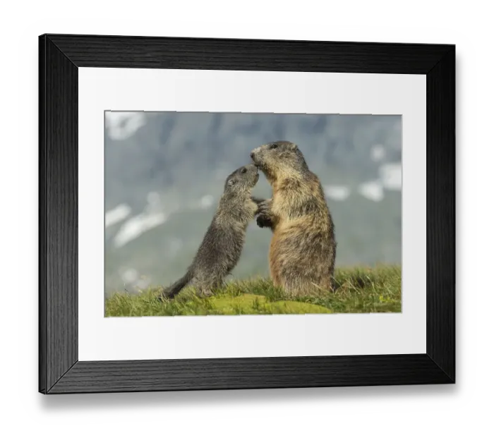 Framed Print : Marmot (Marmota marmota) with young in the Alps
