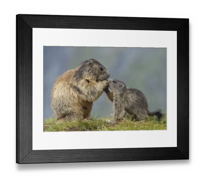 Framed Print : Marmot (Marmota marmota) with young in the Alps Framed Print : Marmot (Marmota marmota) with young in the Alps