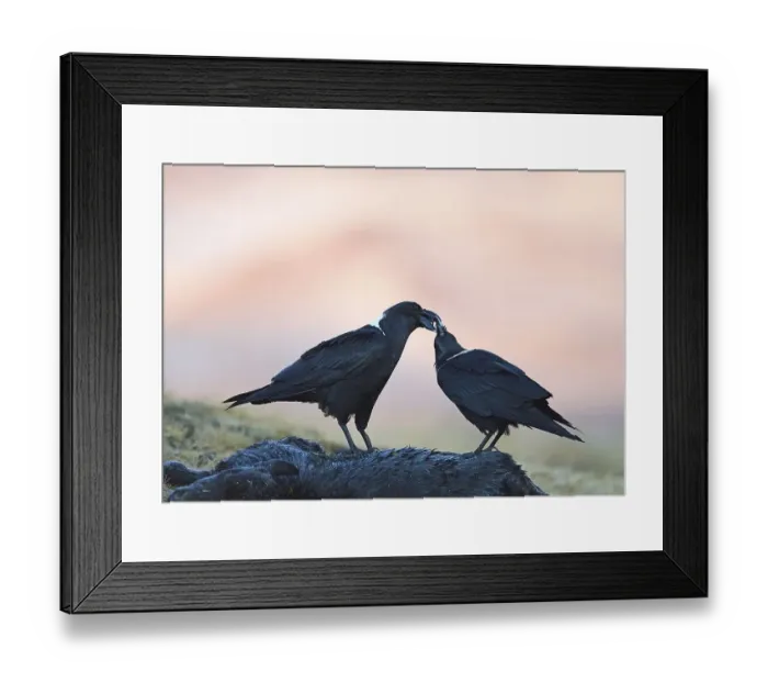 Framed Print : White-necked ravens (Corvus albicollis)