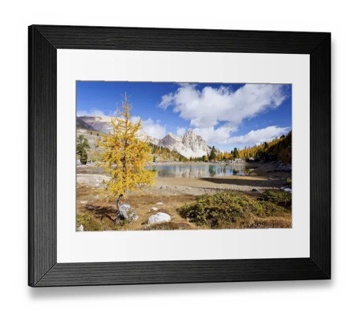 Framed Print : Larch tree in autumnal colours at Schottersee Lake
