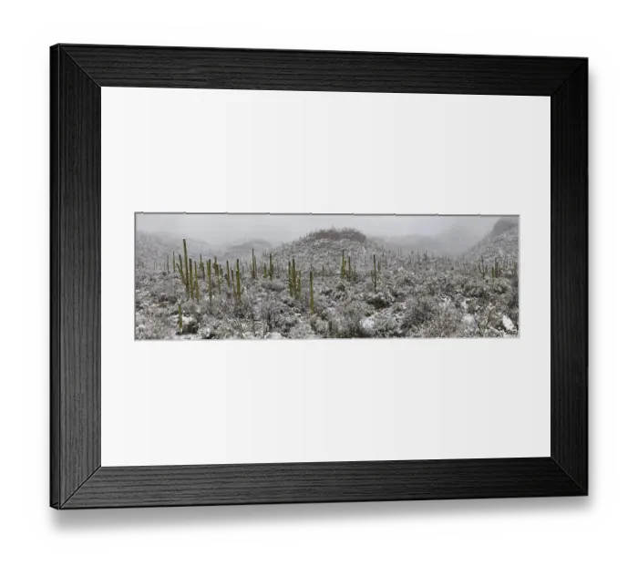 Framed Print : Sabino Canyon Saguaros in Snow, Tucson, Arizona