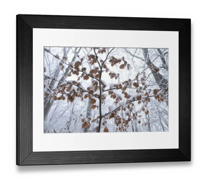 Framed Print : Leaves of copper beech (Fagus sylvatica) covered with hoarfrost and snow