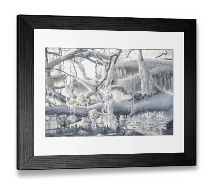 Framed Print : Icicles on a frozen tree by the seashore on a cold day in the winter