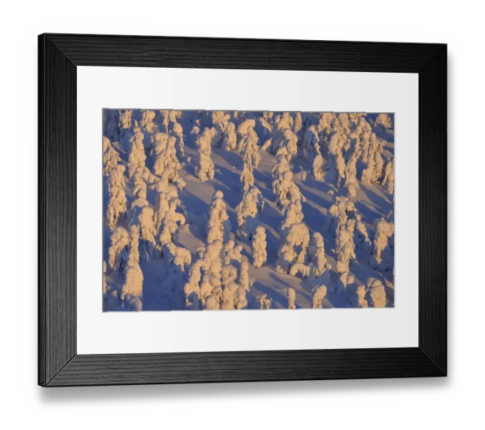 Framed Print : Snow covered trees at sunrise, Winter