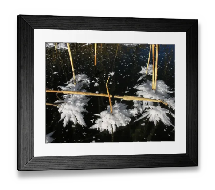 Framed Print : Reed and ice crystals frozen lake