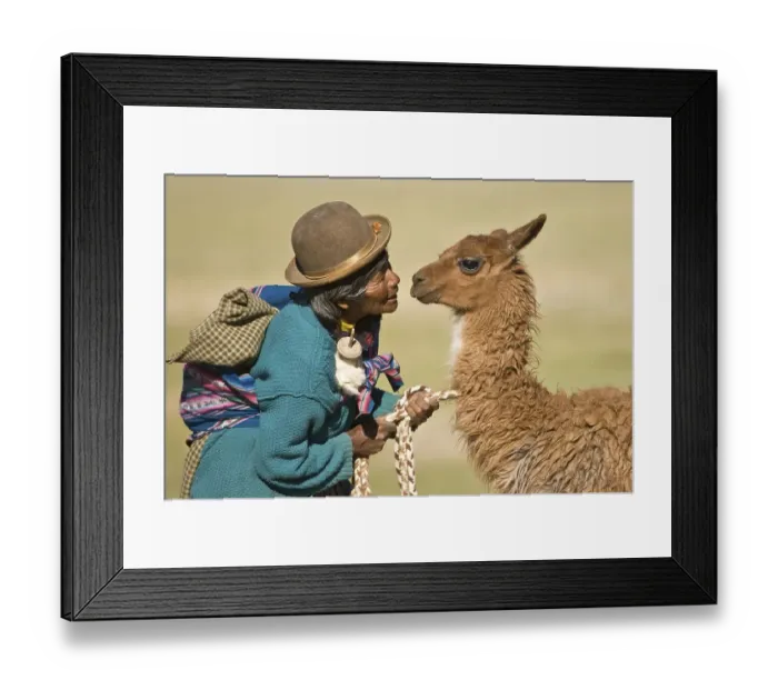 Framed Print : Bolivian woman training a young llama (Lama glama)
