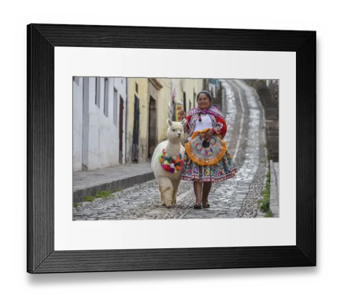 Framed Print : Local woman in traditional costume with a decorated Alpaca (Vicugna pacos)