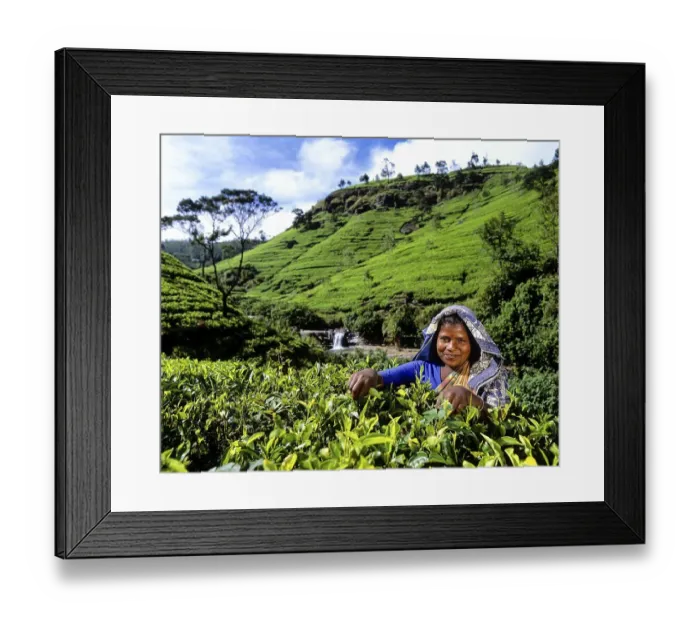 Framed Print : Tea picker working on a tea plantation Framed Print : Tea picker working on a tea plantation