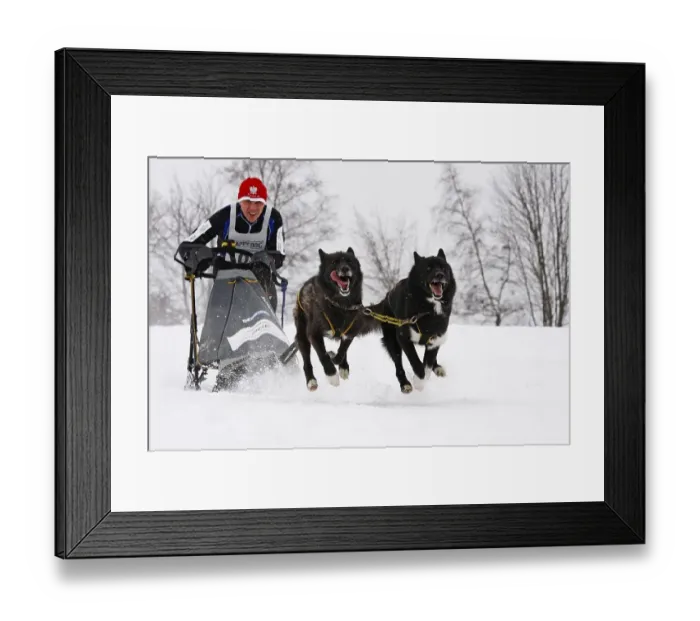 Framed Print : 2-dog team of Huskies, Winterberg Sled Dog Races 2010