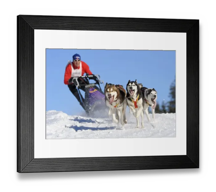 Framed Print : Dog-sled team, Unterjoch, Bavaria, Germany, Europe