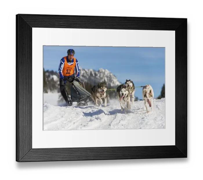 Framed Print : Sled dog racing, sled dog team in winter landscape