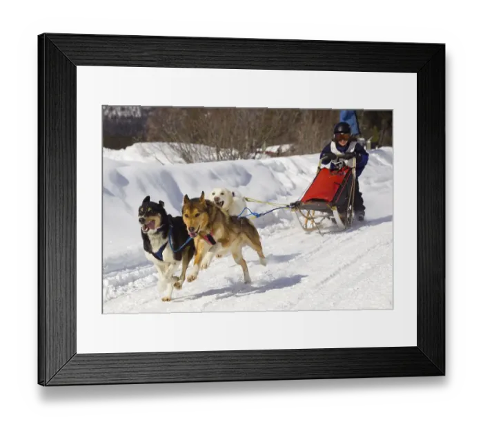 Framed Print : Child mushing a sled dog team, Alaskan Huskies Framed Print : Child mushing a sled dog team, Alaskan Huskies