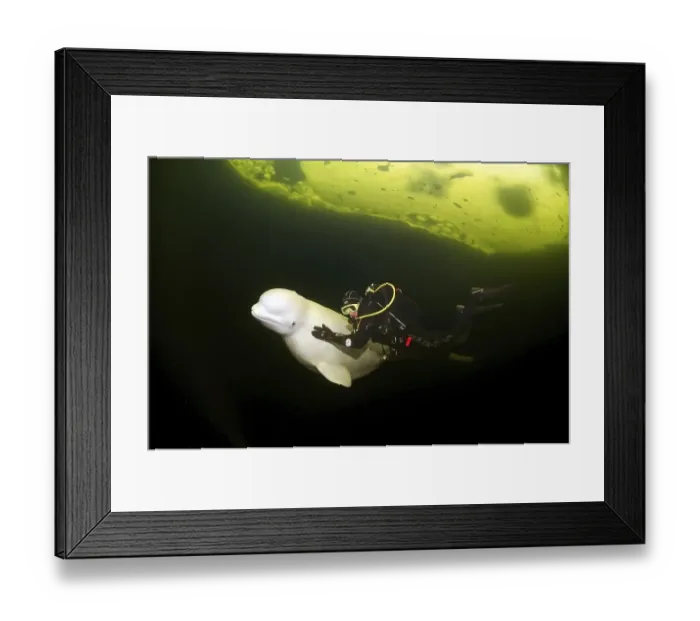 Framed Print : Beluga, White whale (Delphinapterus leucas) Framed Print : Beluga, White whale (Delphinapterus leucas)